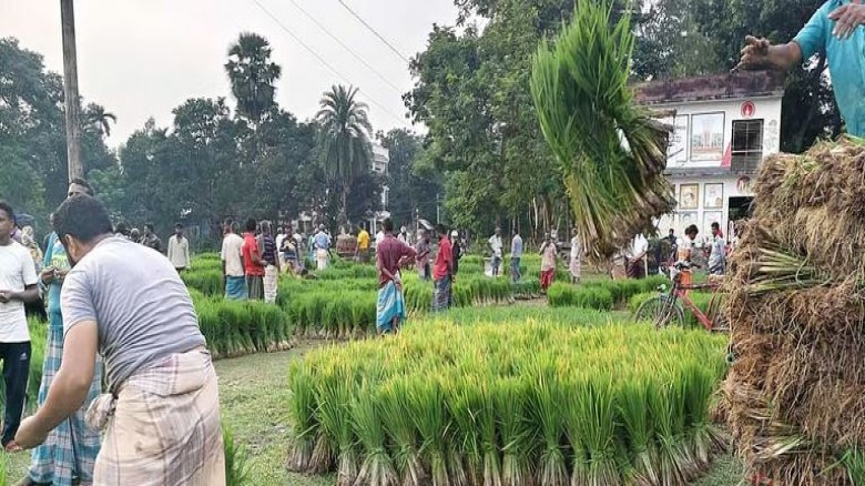 গাইবান্ধায় দ্বিগুণ দামে চারা কিনতে হচ্ছে ধানের চারা
