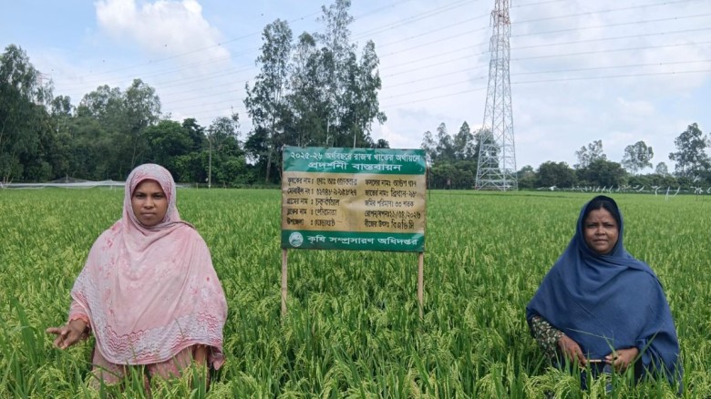 ঘোড়াঘাটে আউশের বাম্পার ফলন