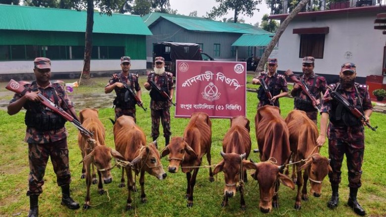রংপুর সীমান্তে গাঁজা-কারেন্ট জাল উদ্ধার, ভারতীয় ৬ গরু আটক