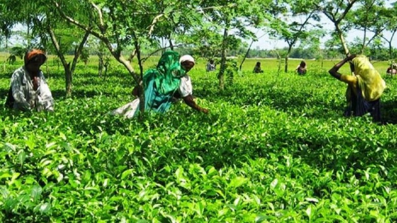 হিমালয়ের ছায়ায় ইতিহাসের জনপদ: পঞ্চগড়ের ঐতিহ্য, সংস্কৃতি ও উত্তরাধিকার