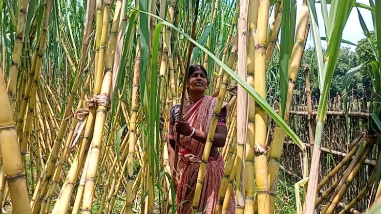ফুলবাড়ীতে আঁখ চাষে লাভবান কৌশিক রায় ও তার পরিবার...